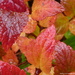 Foliage Aflame by calm