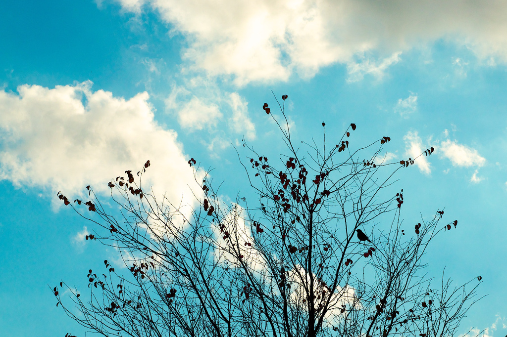 November list Clouds + a bird!! by kwind