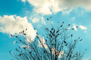 7th Nov 2012 - November list Clouds + a bird!!