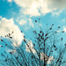 November list Clouds + a bird!! by kwind