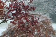 7th Nov 2012 - First Snow