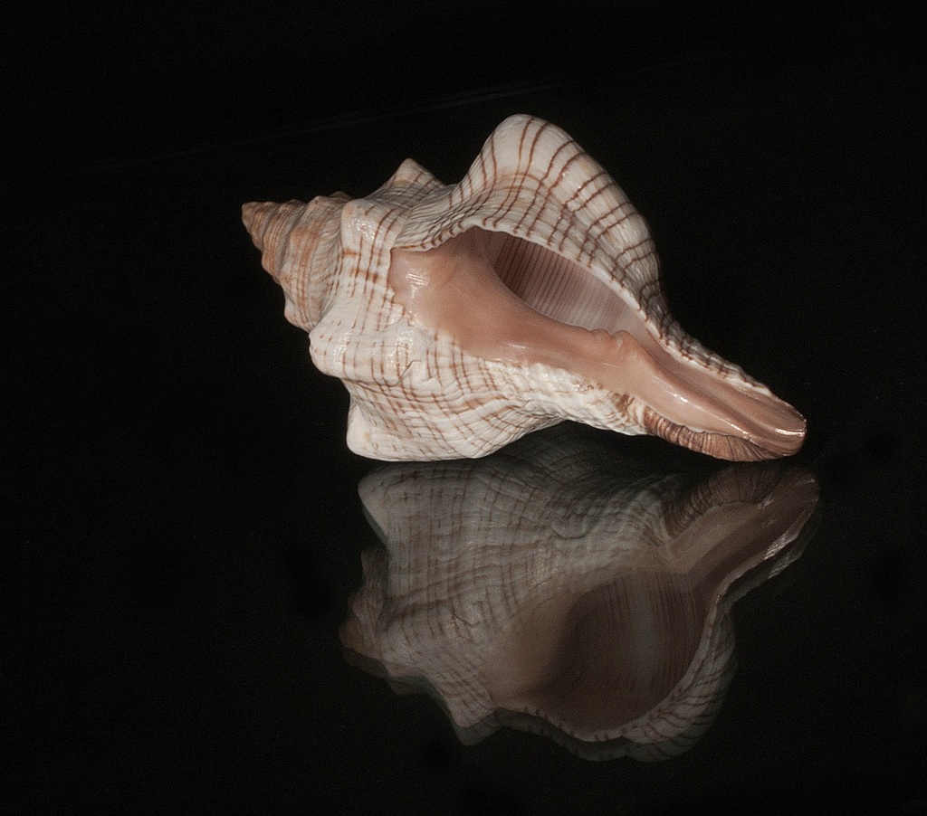 Shells mkII  by dulciknit