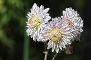 2nd Nov 2012 - Chrysanthemum