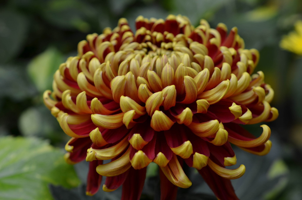 chrysanthemum    sooc by lesip