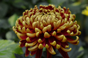 7th Nov 2012 - chrysanthemum    sooc