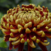 chrysanthemum    sooc by lesip