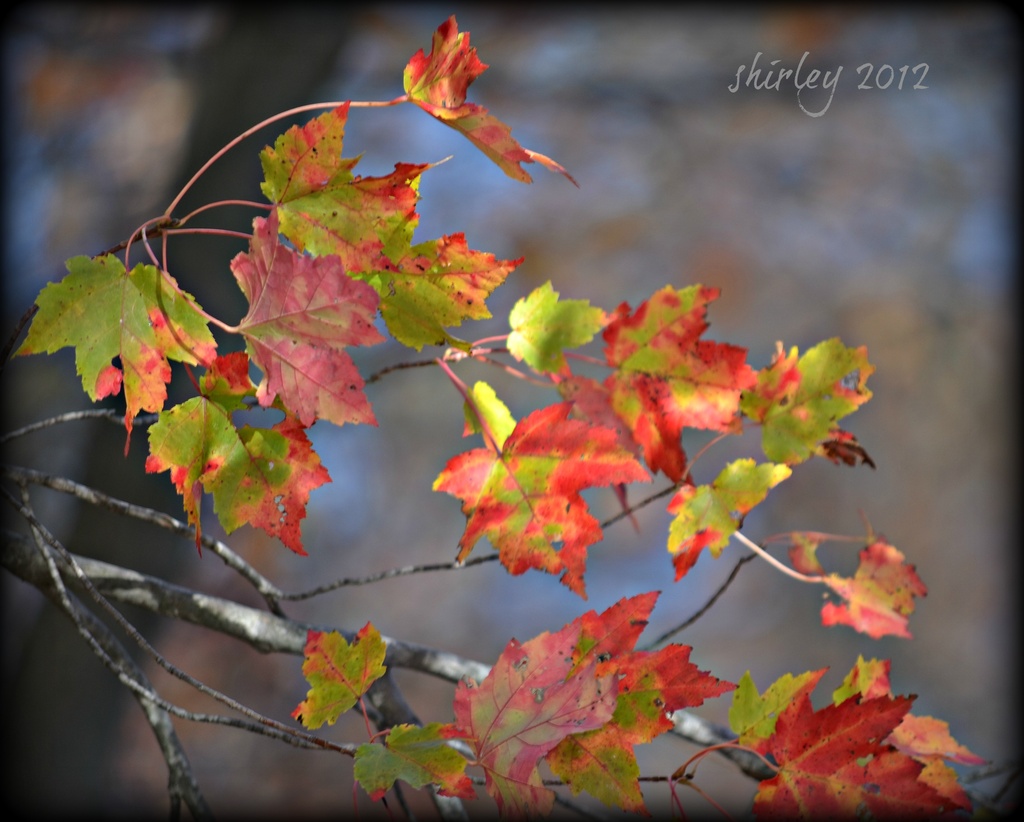 fall colors by mjmaven
