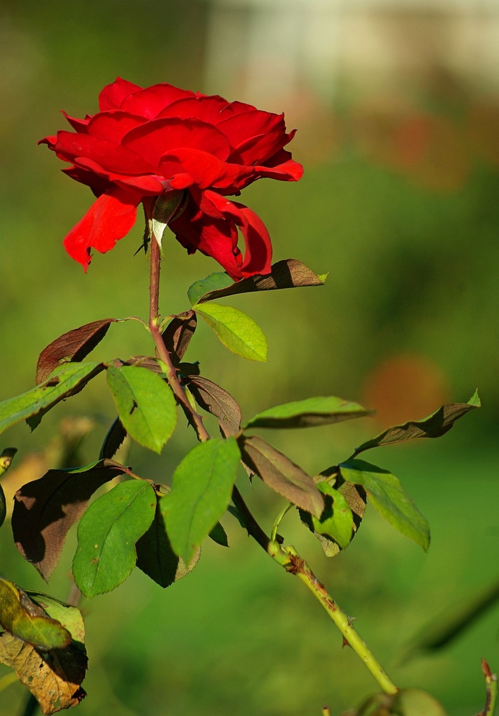 (Day 265) - Red Rose by cjphoto