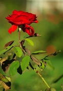 4th Nov 2012 - (Day 265) - Red Rose