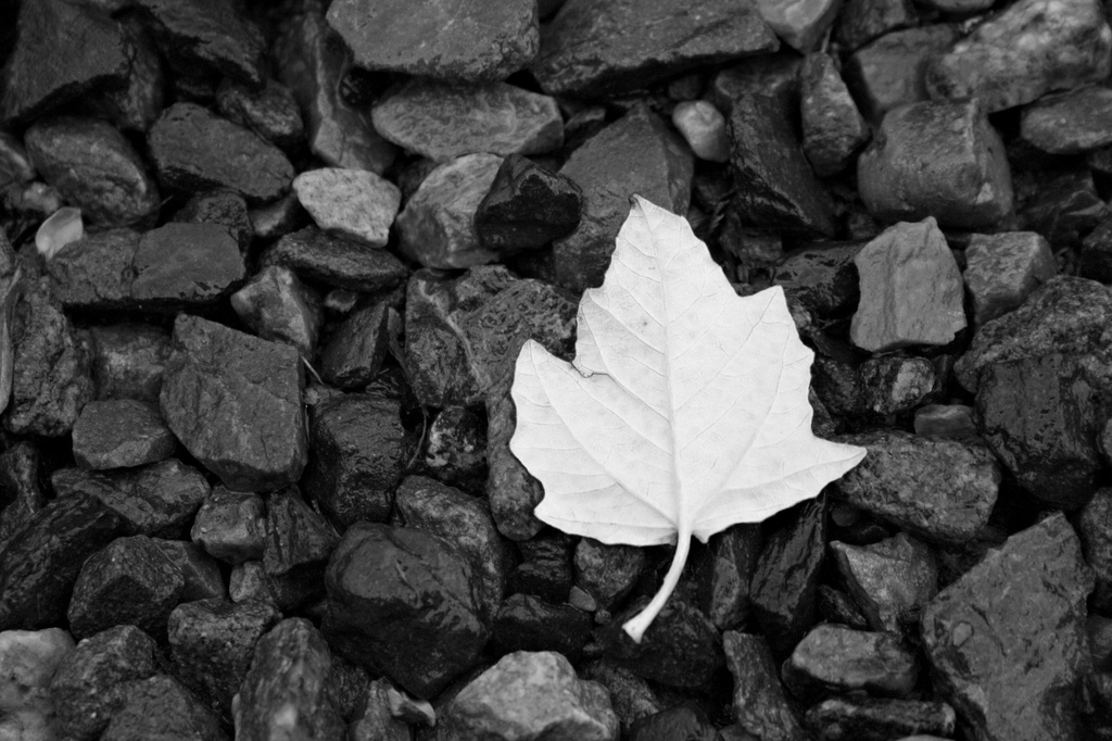 Lost Leaf by lauriehiggins