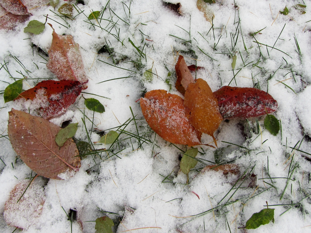 Grass and autumn leaves in snow by annelis