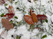 30th Oct 2012 - Grass and autumn leaves in snow