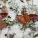 Grass and autumn leaves in snow by annelis