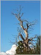 8th Nov 2012 - Dead Tree