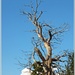 Dead Tree by carolmw