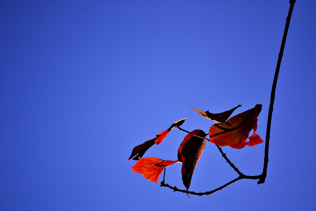 The last orange leaves of autumn by soboy5