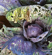 8th Nov 2012 - cabbage