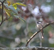 24th Oct 2012 - Chickadee on branch