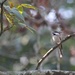 Chickadee on branch by tara11
