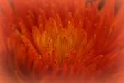 25th Oct 2012 - Chrysanthemum