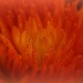Chrysanthemum by tara11