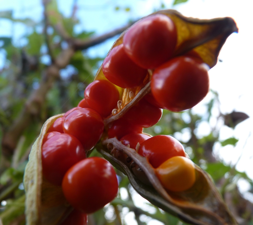 Bright Berries by lellie