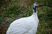 8th Nov 2012 - Guinea fowl