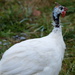 Guinea fowl by kathyladley