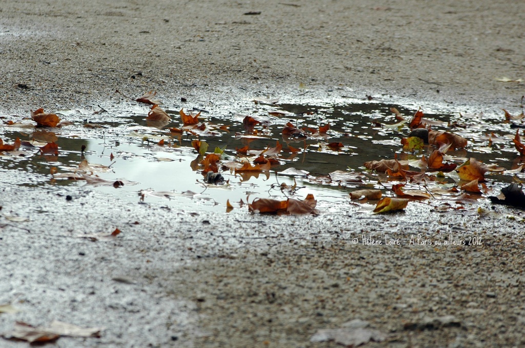 Autumn in a puddle by parisouailleurs