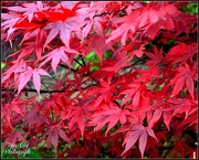 8th Nov 2012 - Japanese Maple
