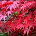 Japanese Maple by tonygig