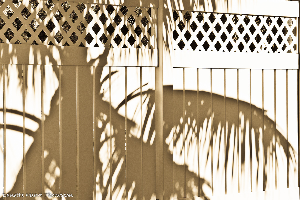 Tropical shadows by danette
