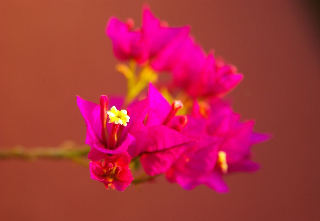 (Day 266) - Fuchsia by cjphoto