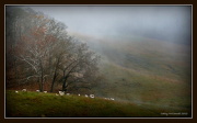 8th Nov 2012 - The Sheep of His Pasture
