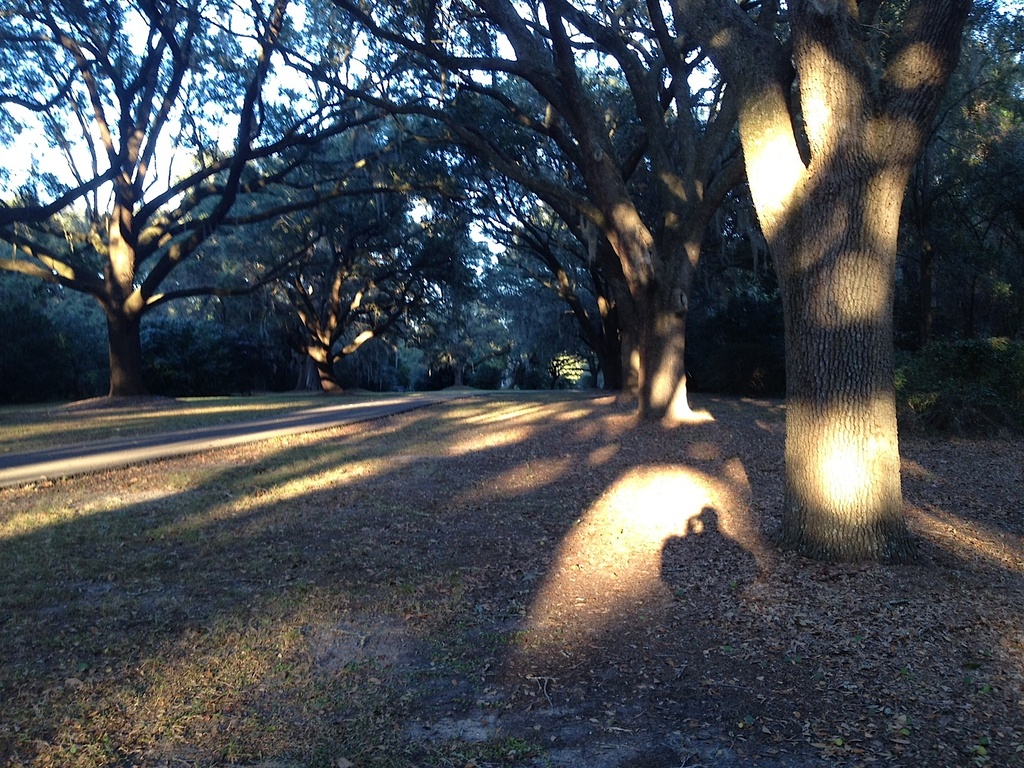 Late afternoon sunlight, shadows, live oaks and my shadow by congaree