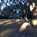 Late afternoon sunlight, shadows, live oaks and my shadow by congaree