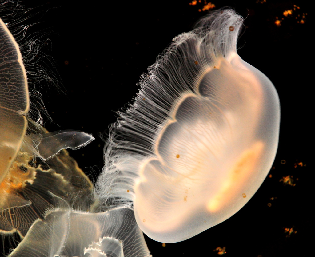 Moon Jellyfish by jayberg
