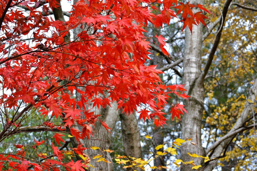 Japanese Maple by soboy5