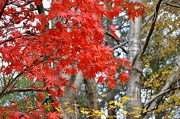 9th Nov 2012 - Japanese Maple