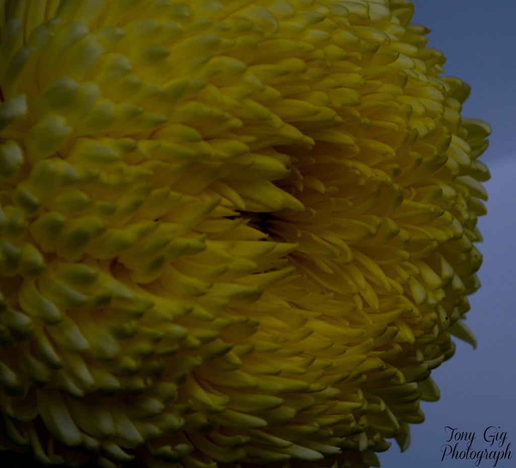 Chrysanthemum  by tonygig