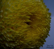 9th Nov 2012 - Chrysanthemum 