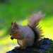 Red Squirrel ~6 by seanoneill