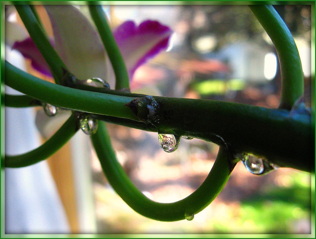 Orchid Drips by olivetreeann