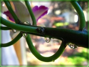 6th Nov 2012 - Orchid Drips