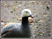 9th Nov 2012 - Duck or goose