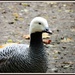 Duck or goose by rosiekind