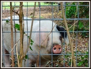 9th Nov 2012 - Friendly piggy