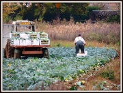 9th Nov 2012 - This is where cabbages come from
