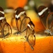 Glasswing butterflies by eleanor