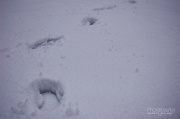 8th Nov 2012 - Walking in Snow
